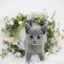 천안 고양이분양 도로시펫 이미지