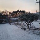 비취 블루베리 이미지