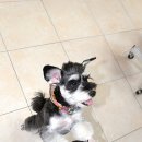 펫시스터즈 이미지