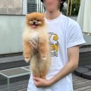 카페어반64 | [서울/용산] 용산역 단체이용, 주차 가능한 애견카페 “어반펫츠” 솔직 후기!