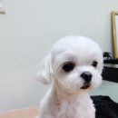 엔조이펫 네이버블로그