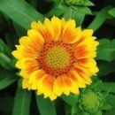 아리스타타 이미지