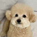 머멍찌 | [김해 율하] 🐶머멍찌 ::: 김해 장유 율하 밭에서 직접 키우는 건강한 재료로 만드는 강아지 화식