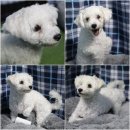 BICHON KOREA 이미지