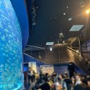 사천동부로 | 대구 신세계백화점 아쿠아리움 생일자 무료 인어공연 수유실정보