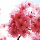 복숭아꽃 살구꽃 이미지