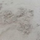 제주 아리랑 이미지