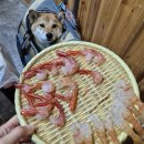 천금식당 | 울릉도 독도새우 맛집 천금수산 가격 특산물 새게탕 애견동반식당 내돈내산
