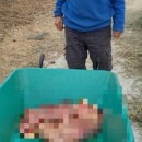 쌍둥이축산 이미지