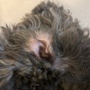 오라고동물병원 이미지