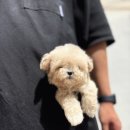 부산강아지분양 유독 이미지