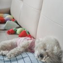 안아줄개 | 댕댕이 프로필사진 맛집? 5년째 다니는 하남 미사 애견미용실 [안아줄개],(feat.리코GR3xHDF)