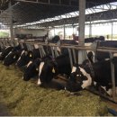 안성목장 2농장 이미지