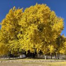 온직1리 마을회관 | [공지] [원주] 반계리 은행나무 원주 가을단풍명소 원주은행나무 이번주가 마지막!