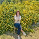 내서읍1137 | 창원 마산 차오름 카페 노란 목향장미 가득한 핫플 명소