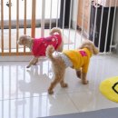 왈왈 살롱 이미지