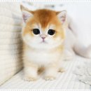 펫아미 강아지분양 고양이분양 동탄점 이미지