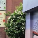 꽃그리고향기만들고