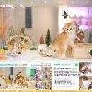 광주캐터리 이미지