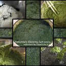 바다튀김 이미지