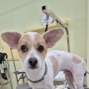 가위든개 이미지