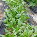 골든벨농장 이미지