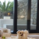 더포레스트하소로 | 제주 독채펜션 애견동반 숙소 추천 애월 자쿠지 감성 더포레스트하소로