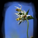 쪽빛하늘로 이미지