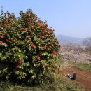 광양 홍쌍리 매화와 구례 산동리 산수유 이미지