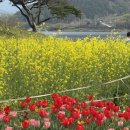 화엄사 | 구례 당일치기 코스 (치즈랜드 유채꽃 실시간 후기 + 화엄사 벚꽃 없음, 주말 통제)