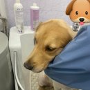 몽실 애견미용 이미지