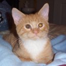 고양이 기숙사 이미지