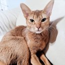 냥냥살롱 이미지