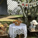 호야네애견샵 | <제주애견동반여행>애견동반 추천 코스(식당,카페,숙소,관광지)