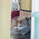 그루밍 나나 이미지