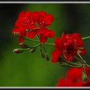 허브내음 이미지