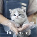 도로시캐터리 | 광주 고양이 캐터리 관심이 폭발적으로 커졌습니다.