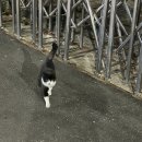 황철족발 네이버블로그