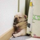 찐타이어 이미지