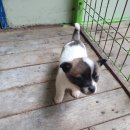 통리주유소 이미지