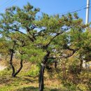 조형주유소 이미지