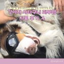 라퓨클레르 동물피부클리닉 | 강아지 사타구니 피부염. 통키의 치료 마지막- 라퓨클레르 동물 피부 클리닉 추천. 레이저, 플라즈마