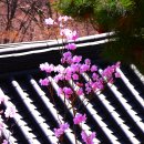 경북 소백산 예천 용문사(醴泉 龍門寺) 답사 그 하나