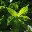 심신건강한의원 이미지