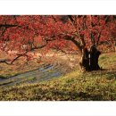 이천산수유마을 이미지