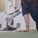 건강 요가 | [고양이 요가] 힐링, 건강, 기부까지! 심쿵 유발 '냥이요가' 리얼 후기 🧘‍♀️🐈 (with. 포캣멍센터)