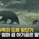 엄마와 아기곰 이미지