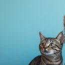 호평동물병원 이미지