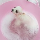 아라펫살롱 이미지