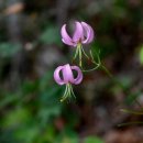 한마음  행정사 이미지